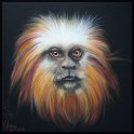 Löwenkopfäffchen; Acryl auf Leinwand;
60 x 60 cm;
verkauft
