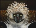 Philippinenadler; Acryl auf Leinwand;
100 x 80 cm
