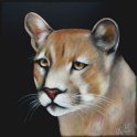 Puma; Acryl auf Leinwand;
120 x 120 cm