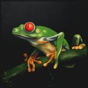 Rotaugenfrosch; Acryl auf Leinwand;
77 x 77 cm
