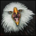 Seeadler; Acryl auf Leinwand;
77 x 77 cm
